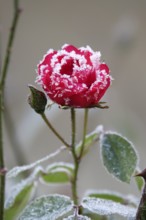 Hoarfrost in nature, rose, winter, Germany
