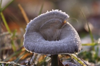 Hoarfrost in nature, mushroom, winter, Germany