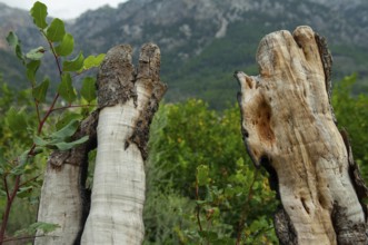 Weathered stumps of olive trees, Majorca, Spain