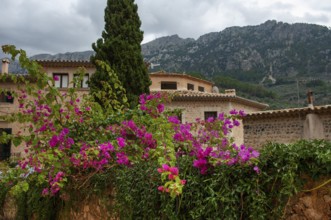 Natural stone houses with flowering shrubs in front, Majorca, Spain