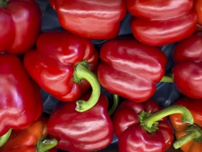 Whole red pepper Italian pepperoni displayed by greengrocers, international