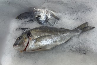Display of fish caught whole fish bream royal (Sparus aurata) on ice in refrigerated counter Fish
