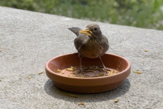 Symbolic picture for year-round feeding of local wild birds songbird here female specimen animal
