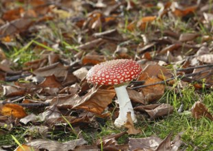 Red toadstool (Amanita muscaria), fruiting body, in autumn leaves, North Rhine-Westphalia, Germany