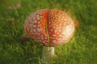 Red toadstool (Amanita muscaria), fruiting body, with alienation, North Rhine-Westphalia, Germany