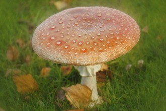 Toadstool (Amanita muscaria), fruiting body, North Rhine-Westphalia, Germany