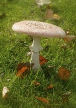 Toadstool (Amanita muscaria), fruiting body, North Rhine-Westphalia, Germany