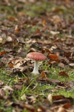 Red toadstool (Amanita muscaria), fruiting body, in autumn leaves, North Rhine-Westphalia, Germany