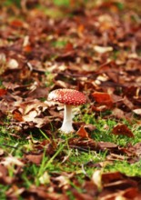 Red toadstool (Amanita muscaria), fruiting body, in autumn leaves, oil color effect, North