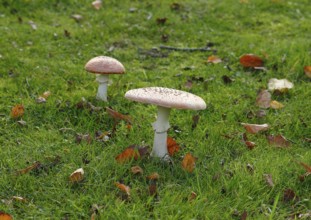 Two toadstools (Amanita muscaria), fruiting body, North Rhine-Westphalia, Germany