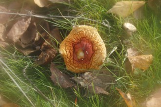 Red toadstool (Amanita muscaria), fruiting body, with alienation, from above, North
