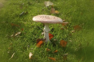 Toadstool (Amanita muscaria), fruiting body, with alienation, North Rhine-Westphalia, Germany