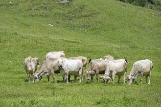 Allgäuer Braunvieh im Rappenalptal near Oberstdorf, Allgäu, Bavaria, Germany