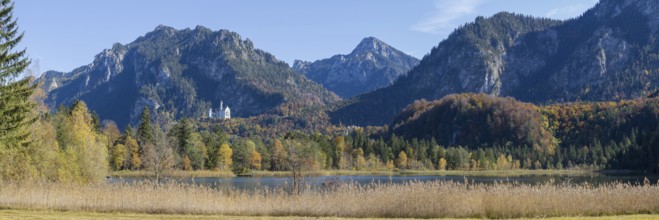 Panorama of the autumn reed bank on Schwansee, behind Neuschwanstein Castle near Hohenschwanga and