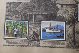 German colonies. Cameroon German Southwest Africa. Banana harvest and steamer from the African