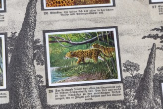 German colonies. German East Africa. Leopard An anthology published by Cigaretten-Bilderdienst