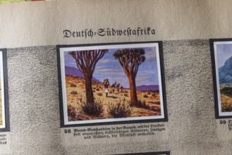 German colonies. German Southwest Africa. Quiver tree (Aloe dichotoma) . An anthology published by