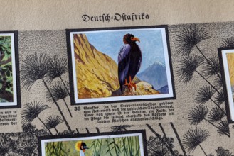 German colonies. German East Africa. Juggler (Terathopius ecaudatus) . An anthology published by