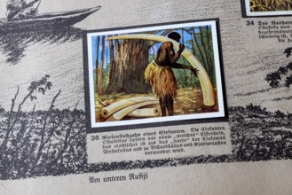 German colonies. German East Africa. The tusk of an elephant. An anthology published by