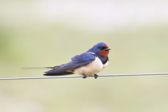 Barn swallow (Hirundo rustica) sitting on a pasture fence, wildlife, animals, birds, swallows,