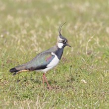 Lapwing (Vanellus vanellus), gorgeous dress, looking for food in a swampy meadow, wildlife,