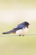 Barn swallow (Hirundo rustica) sitting on a pasture fence, wildlife, animals, birds, swallows,