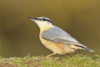 European nuthatch (Sitta europaea), on a branch covered with moss, autumn, autumn, Wilnsdorf, North