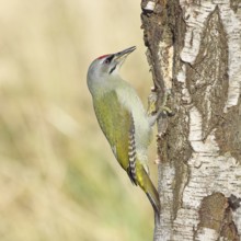 Grey woodpecker (Picus canus), male sitting on the trunk of a grey birch tree (Betula populifolia),