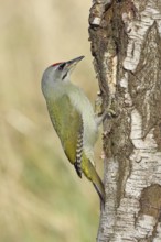 Grey woodpecker (Picus canus), male sitting on the trunk of a grey birch tree (Betula populifolia),