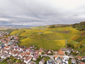 Vivid autumn vineyards with yellow fields, lined with houses, under a cloudy sky on rolling hills,