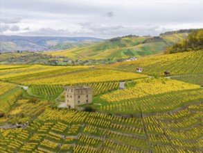 Rolling hills with yellow and green vineyards, an old tower in the middle under grey clouds,