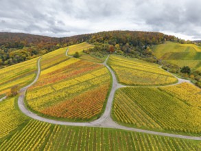 Colourful autumn vineyards with winding paved roads on rolling hills under cloudy skies, near