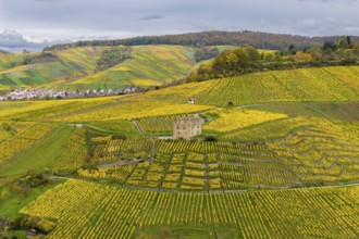 Wide view of yellow autumn vineyards with a centrally located historic building and cloudy sky,