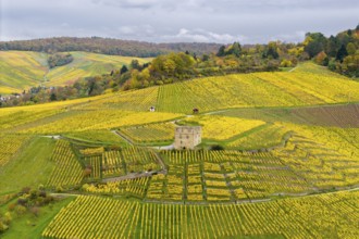 Vineyards in autumn, bright yellow fields with a historic building in the middle and cloudy sky,