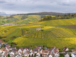 Colourful steep vineyards in autumn with yellow fields and residential buildings in a hilly
