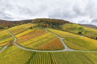 Autumn hilly landscape with colorful vineyards and winding paths, near Stetten im Remstal,