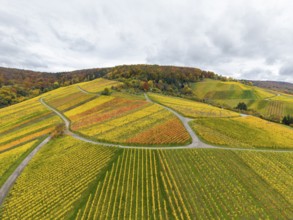 Strong autumn colors in a hilly wine landscape with winding paths, near Stetten im Remstal,