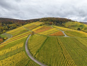 Autumn vineyards with colorful fields and curved paths in cloudy skies, near Stetten im Remstal,