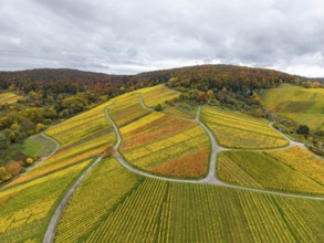 Hilly vineyards in bright autumn colors under cloudy skies, near Stetten im Remstal,