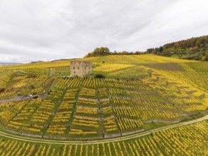 Single tower above yellow, autumnal vineyards on rolling hills under grey skies, Y-Burg, Stetten im