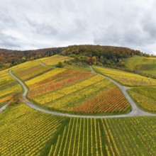 Colourful autumnal vineyards with curved paths under a cloudy sky, near Stetten im Remstal,