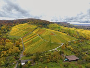 Wide hilly landscape with colorful vineyards and a cloudy sky, near Stetten im Remstal,