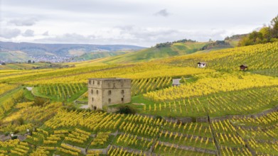 Gentle hills with yellow and green vineyards, an old tower in the middle under grey clouds,