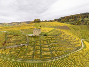 Wide hilly landscape of yellow and green vines with a central tower under cloudy sky, Y-Burg,