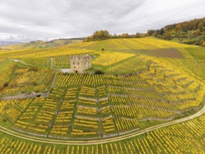 Large-scale vineyards in shades of yellow and green, an old tower on the hills under overcast sky,