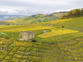 Extensive vineyards of yellow and green color, a tower in the hills in cloudy weather, Y-Burg,