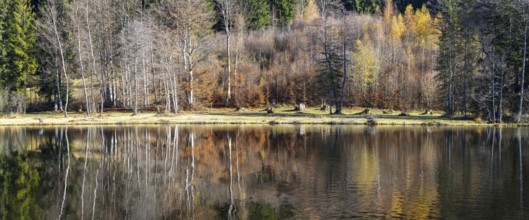 Late autumn, water reflection in moor pond, autumn, near Oberstdorf, Oberallgäu, Allgäu, Bavaria,