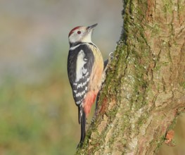 Middle woodpecker (Dendrocopos medius) sitting on a moss-covered tree, winter, wildlife,