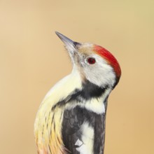 Middle woodpecker (Dendrocopos medius) portrait, wildlife, woodpeckers, nature photography,