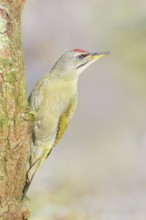 Grey woodpecker (Picus canus), male sitting on a moss-covered tree, wildlife, woodpeckers, nature